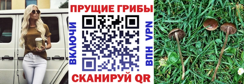 Псилоцибиновые грибы Cubensis  где купить наркоту  гидра ссылка  Вичуга 